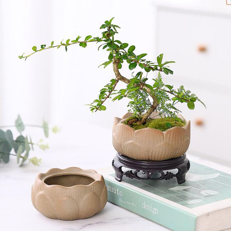 Maceta de cerámica gruesa para - Bonsai Garden Art reseña y precio