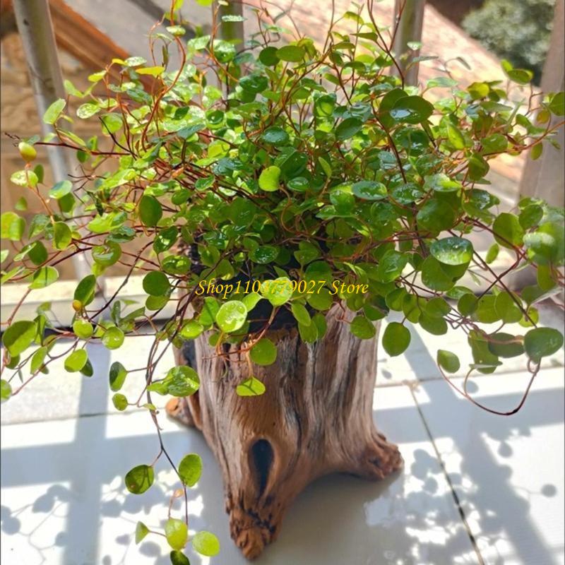 Macetero decorativo para sucul - Bonsai Garden Design reseña y precio