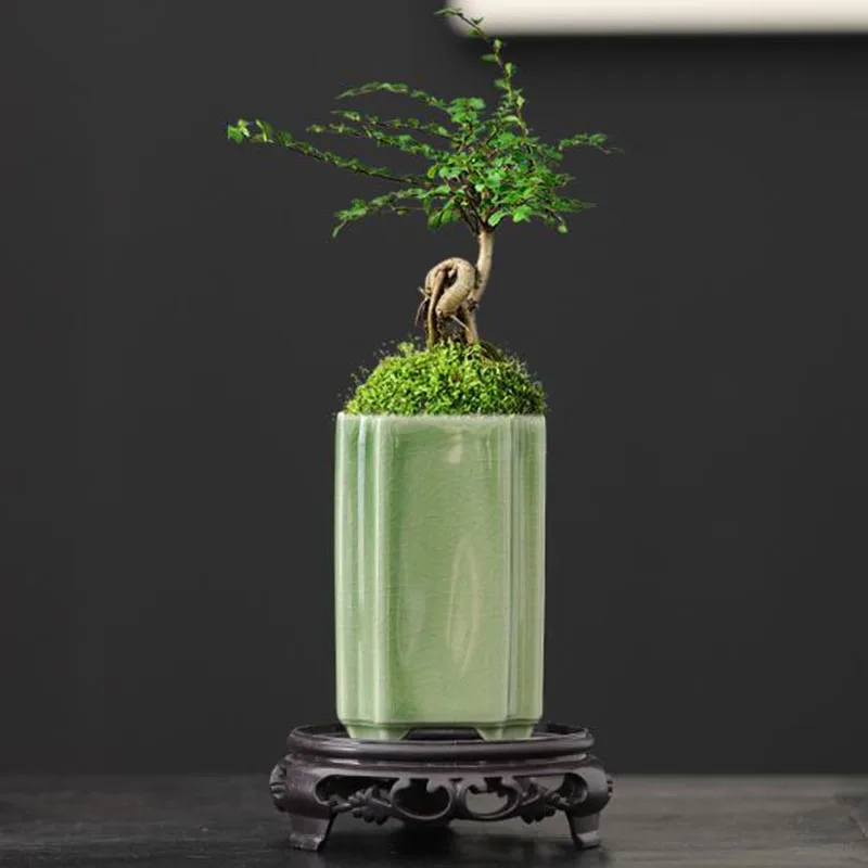 Maceta Cuadrada de Porcelana c - Bonsai Garden Art reseña y precio