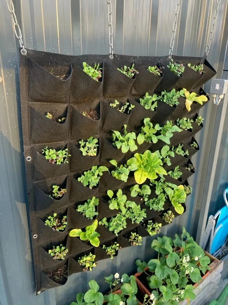 Maceta Colgante para Plantas c - Bonsai Vertical Garden reseña y precio