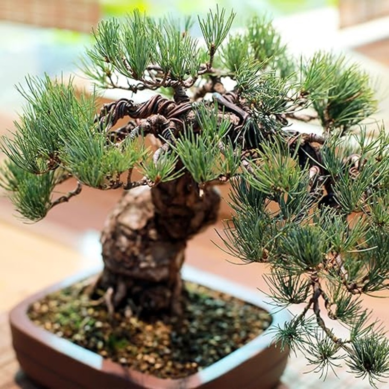 Alambre de Aluminio Negro de 1 - Bonsai Garden Art reseña y precio